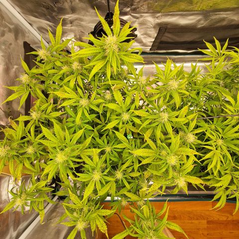 Wendy growlog timeline photo