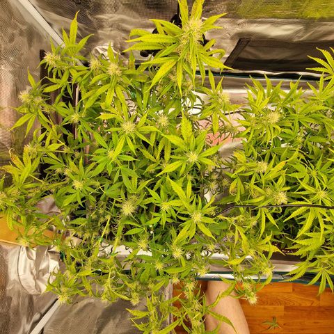 Wendy growlog timeline photo