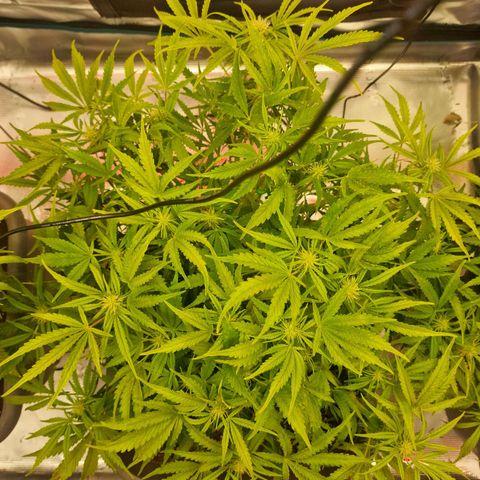 Samantha growlog timeline photo