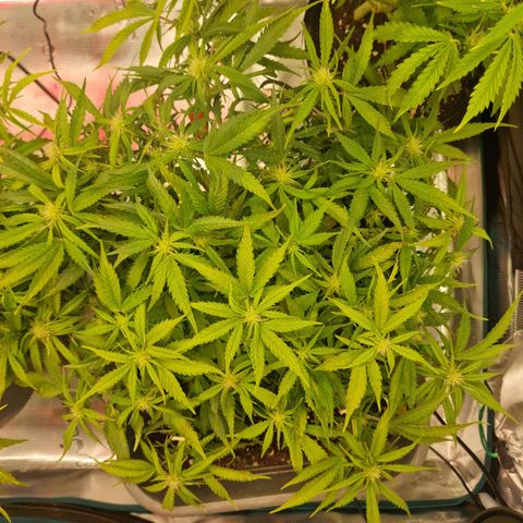 Suri growlog timeline photo