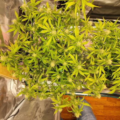 Wendy growlog timeline photo