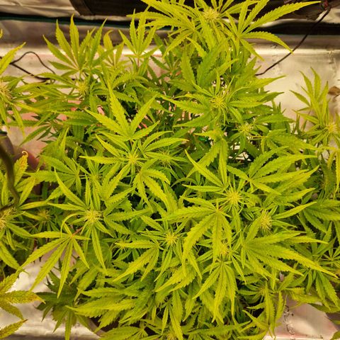 Samantha growlog timeline photo