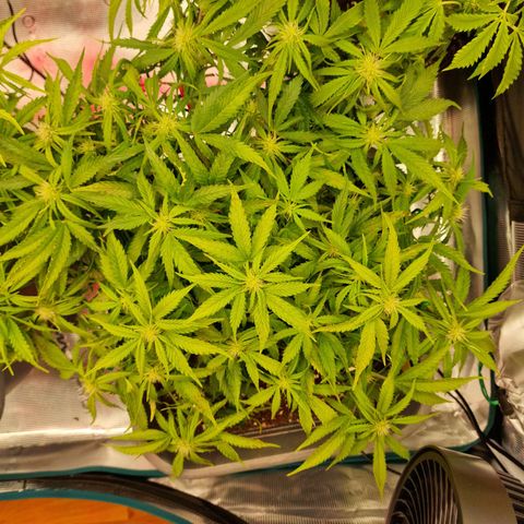 Suri growlog timeline photo