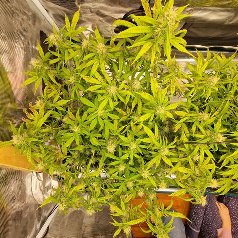 Wendy growlog timeline photo