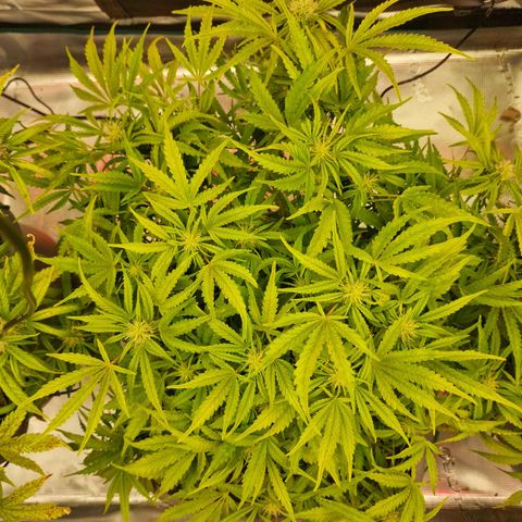 Samantha growlog timeline photo