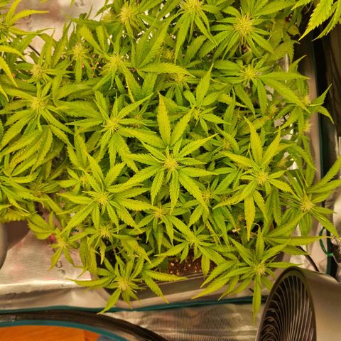 Suri growlog timeline photo