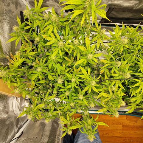 Wendy growlog timeline photo
