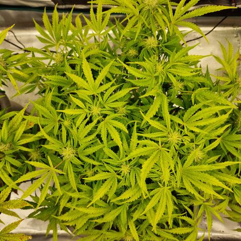 Samantha growlog timeline photo