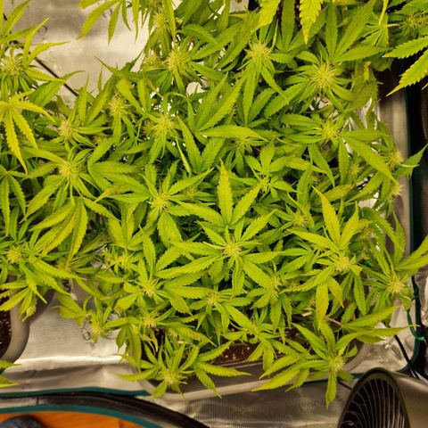Suri growlog timeline photo