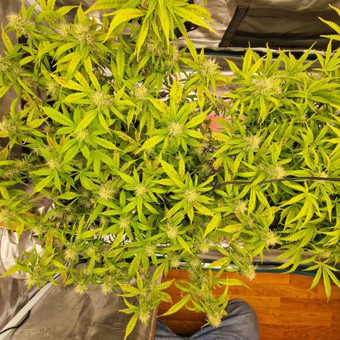 Wendy growlog timeline photo