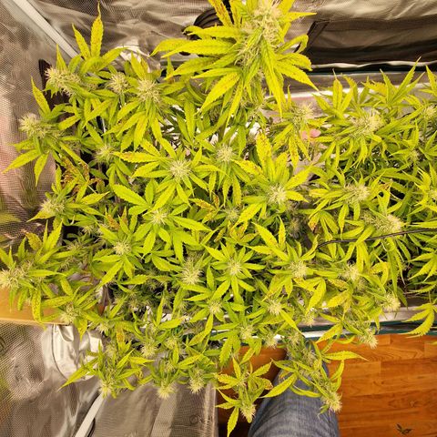 Wendy growlog timeline photo