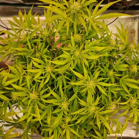 Samantha growlog timeline photo