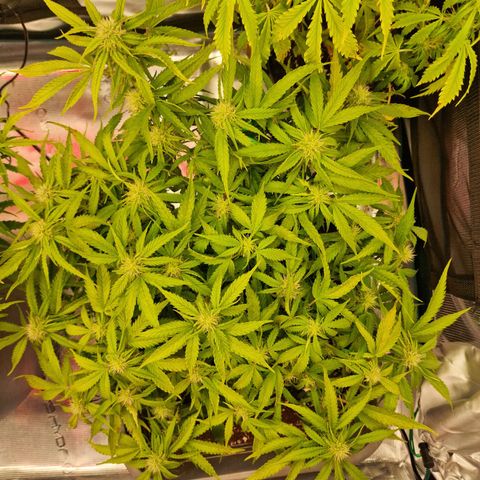 Suri growlog timeline photo