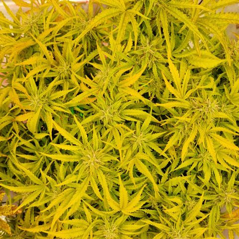 Samantha growlog timeline photo