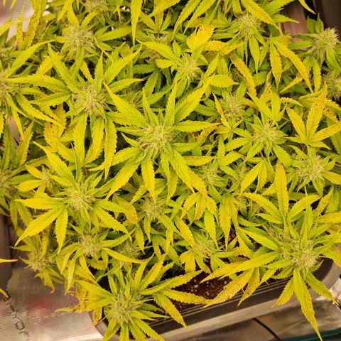 Suri growlog timeline photo