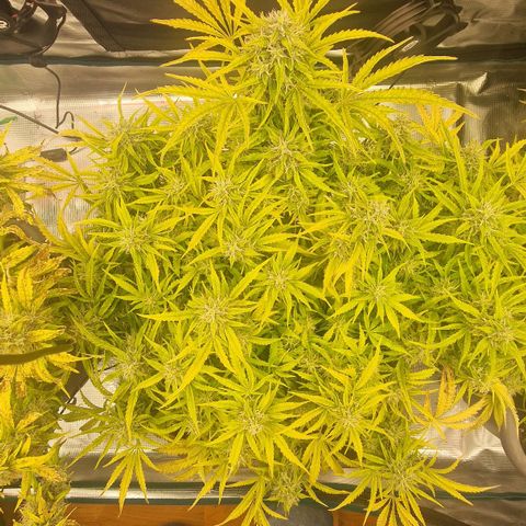 Samantha growlog timeline photo