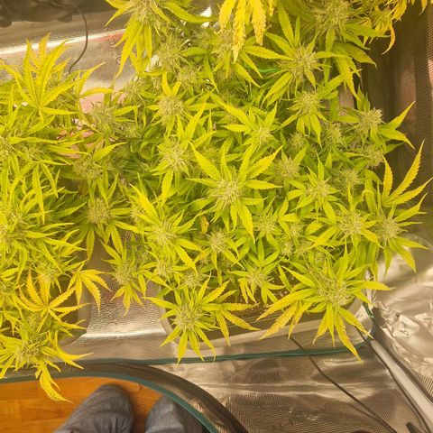 Suri growlog timeline photo