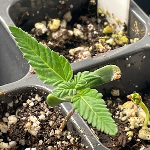 10FtTugTest growlog timeline photo