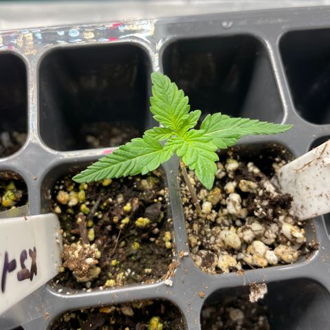 10FtTugTest growlog photo: No watering this morning, soil moist. I see more leaf buds growing. On 18/6 light. 