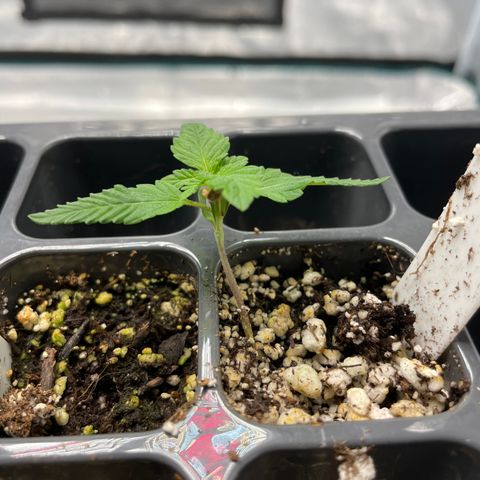 10FtTugTest growlog photo: No watering this morning, soil moist. I see more leaf buds growing. On 18/6 light. 