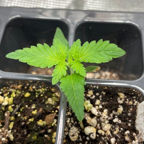 10FtTugTest growlog timeline photo