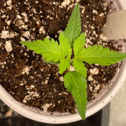 10FtTugTest growlog timeline photo