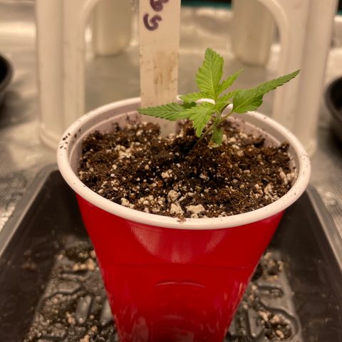 10FtTugTest growlog photo: Moved Golden Golden to solo cup with HP ProMix and water