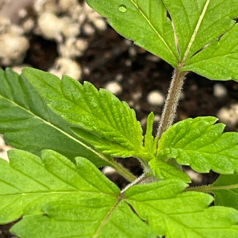 10FtTugTest growlog photo: New leaves tonight. Did not need water. Humidity 60%. Temp 75.