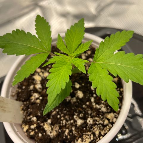 10FtTugTest growlog photo: Soil slightly damp, no watering this morning. Humidity 60%, temp 72 F. Lights 18/6