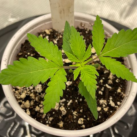 10FtTugTest growlog photo: Gave a little water as soil was only slightly moist almost dry. 