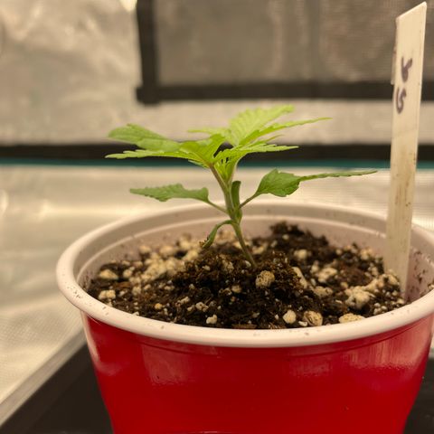 10FtTugTest growlog photo: New leaves tonight. Did not need water. Humidity 60%. Temp 75.