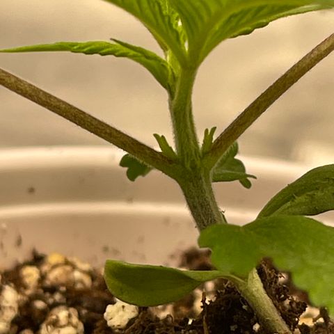 10FtTugTest growlog timeline photo