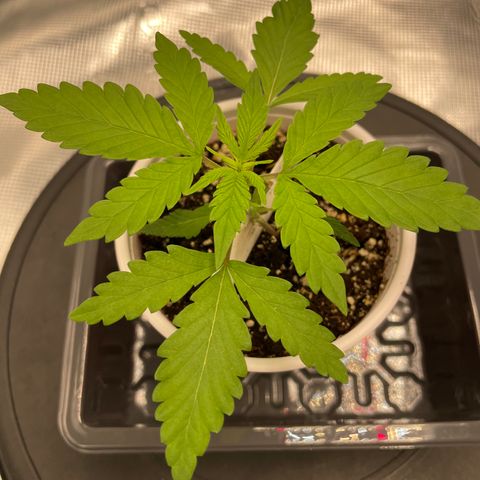 10FtTugTest growlog timeline photo