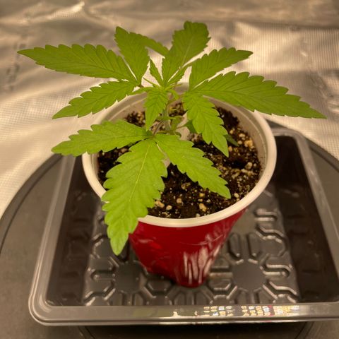10FtTugTest growlog timeline photo