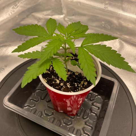 10FtTugTest growlog photo: Gave water. Will be ready for hydro bucket this weekend. So in 3-4 days she’ll be in her Mars-Hydro bucket with first nutrients given. 