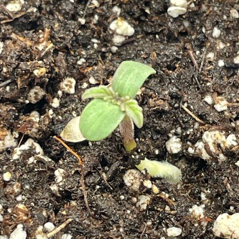 Hot Prime Load growlog photo: We are open! Gave a little water and she’s starting off well. 