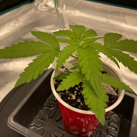 10FtTugTest growlog photo: No water needed this morning.