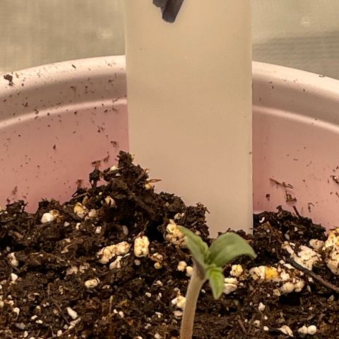 Hot Prime Load growlog timeline photo