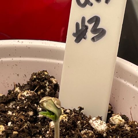 Tax Evasion  growlog timeline photo