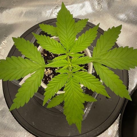 10FtTugTest growlog timeline photo