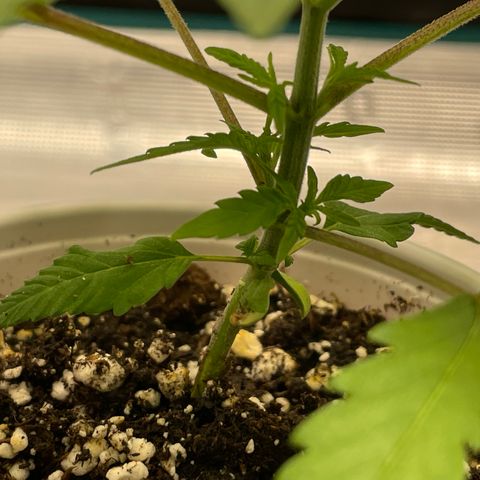 10FtTugTest growlog timeline photo