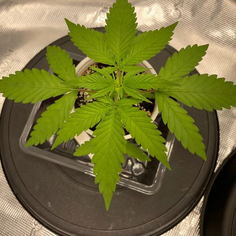 10FtTugTest growlog timeline photo