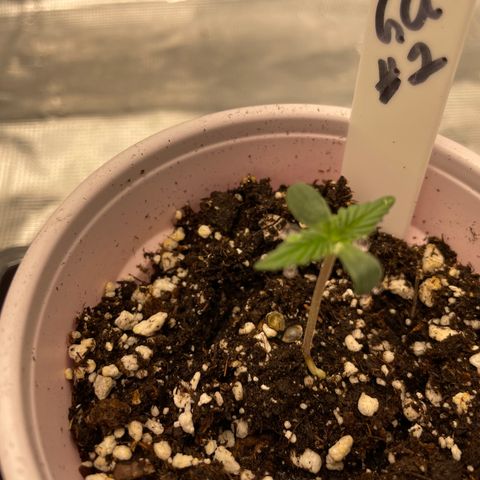 Hot Prime Load growlog timeline photo