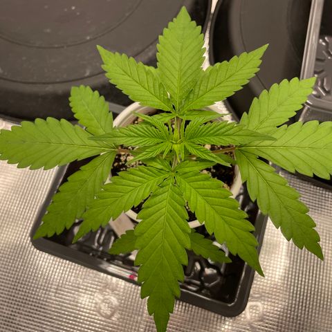 10FtTugTest growlog timeline photo