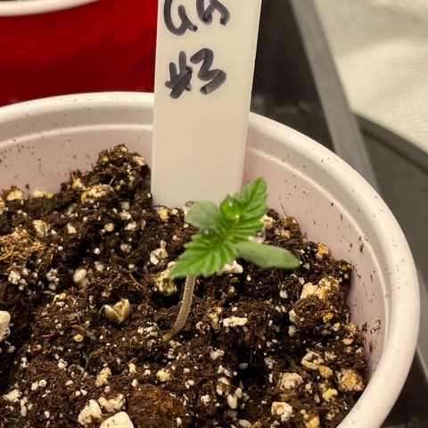 Tax Evasion  growlog timeline photo