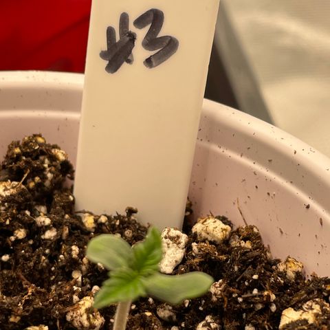 Tax Evasion  growlog photo: Placed clear cover over 