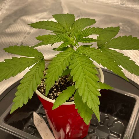 10FtTugTest growlog timeline photo