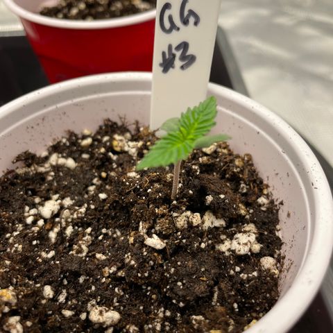 Tax Evasion  growlog timeline photo