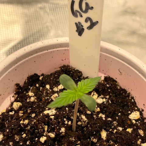 Hot Prime Load growlog timeline photo