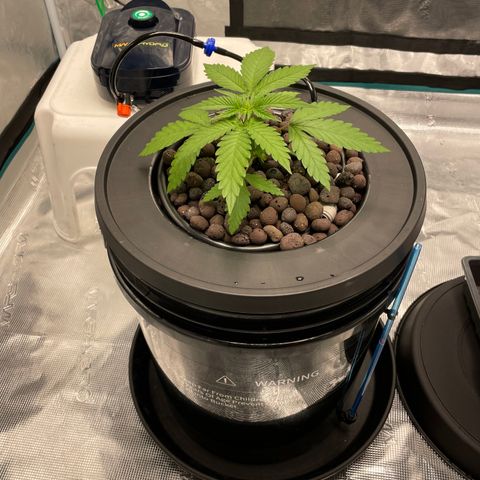 10FtTugTest growlog photo: Moved her into the hydro pot. Using Lotus Grow nutrients. 